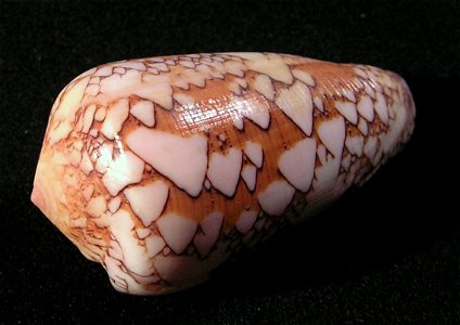 Conus behelokensis Lauer, 1989; family Conidae; Madagascar