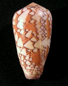 Conus behelokensis Lauer, 1989; family Conidae; Madagascar