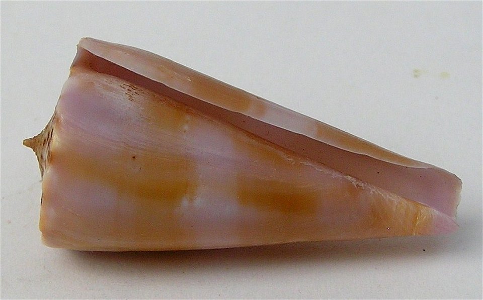 Conus gloriakiiensis Kuroda & Itô, 1961 ; the Philippines