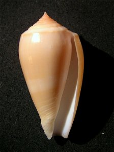Conus leobottonii Lorenz, 2006 ; the Philippines