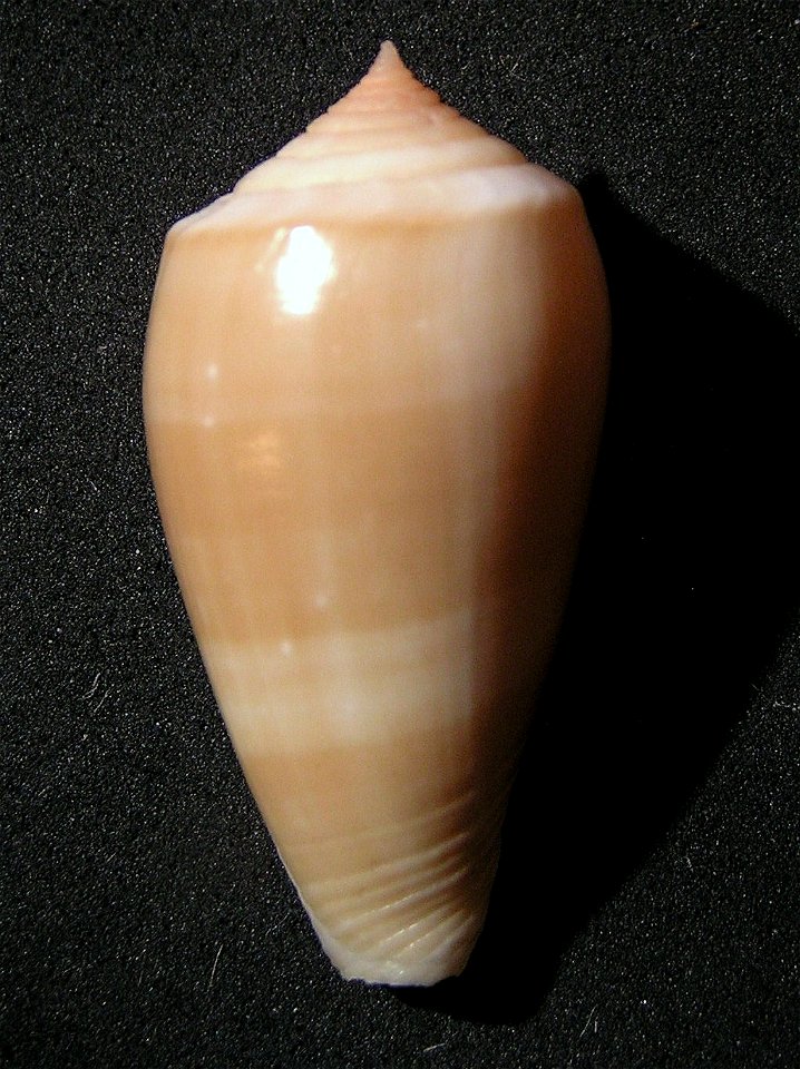 Conus leobottonii Lorenz, 2006 ; the Philippines