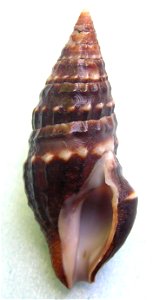 Crassispira harfordiana (Reeve, 1843) ; family Pseudomelatomidae; Pacific Mexico
