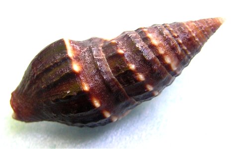 Crassispira harfordiana (Reeve, 1843) ; family Pseudomelatomidae; Pacific Mexico