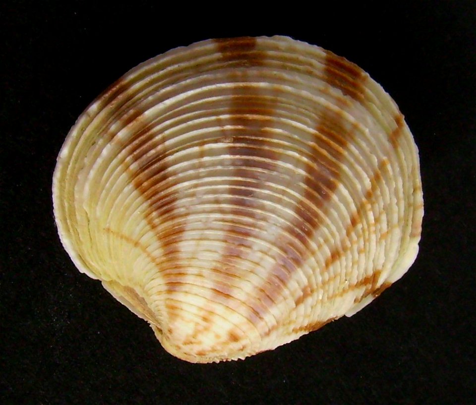 Felaniella zelandica, from Whangaparaoa, near Auckland, New Zealand.




Public domainPublic domainfalsefalse





This work has been released into the  by its author, Graham Bould. This applies world