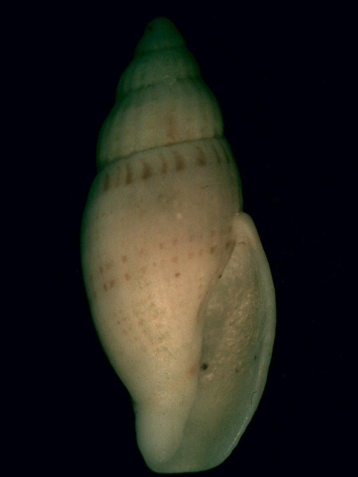 Guraleus australis (Adams & Angas, 1864); family Mangeliidae