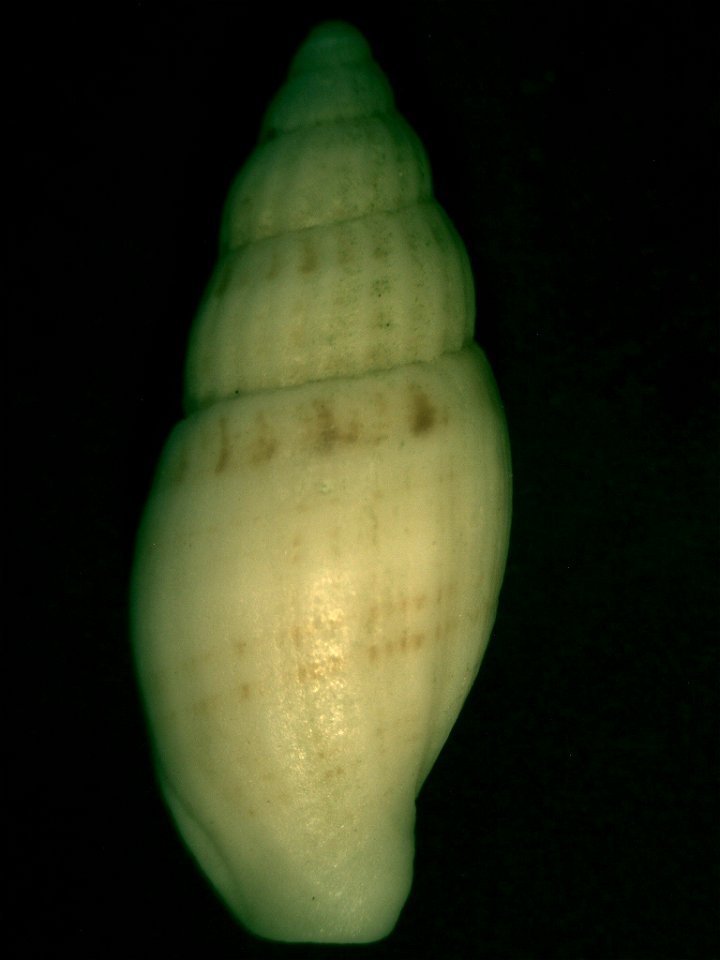 Guraleus mitralis australis Adams & Angas, 1864, a cone snail from the family Conidae; South Australia