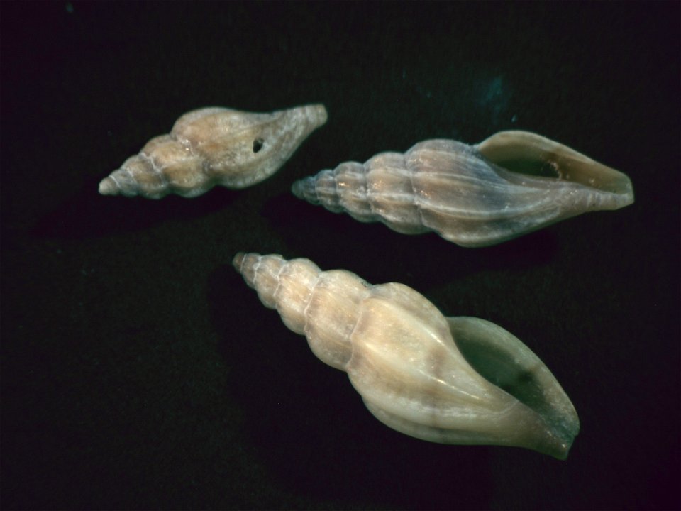 Mangelia attenuata (Montagu, 1803); family Mangeliidae