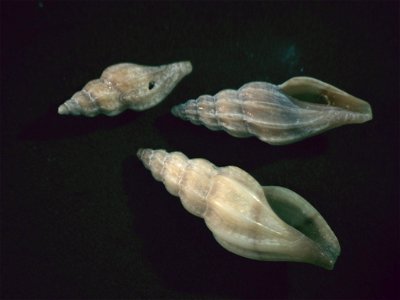 Mangelia attenuata (Montagu, 1803); family Mangeliidae