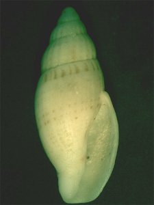 Guraleus mitralis australis Adams & Angas, 1864, a cone snail from the family Conidae; South Australia photo