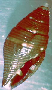 Mitromorpha philippinensis Mifsud, 2001 ; family Mitromorphidae; the Philippines