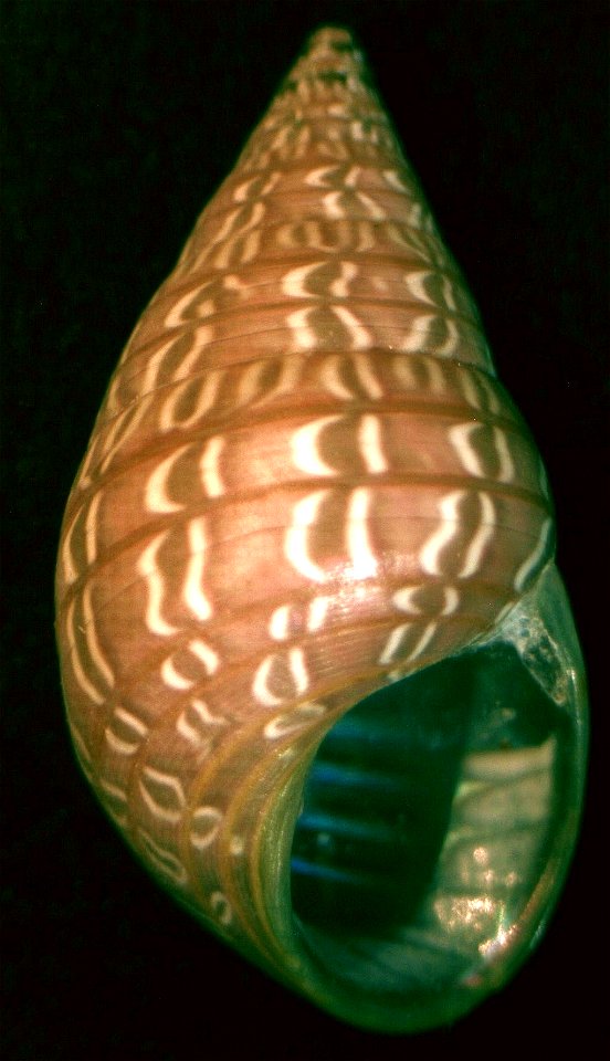 Phasianotrochus bellulus Philippi, 1845, a top snail from the family Trochidae; South Australia