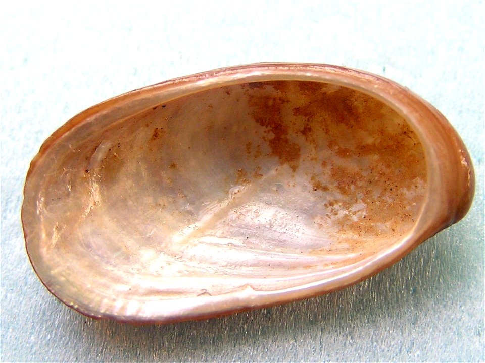 Stomatella planulata (Lamarck, 1816); family Trochidae; the Philippines