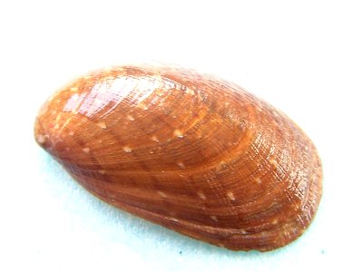 Stomatella planulata (Lamarck, 1816); family Trochidae; the Philippines