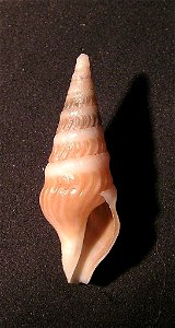 Toxiclionella haliplex (Bartsch, 1915) ; Transkei