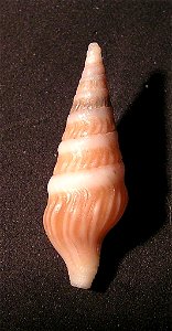 Toxiclionella haliplex (Bartsch, 1915) ; Transkei