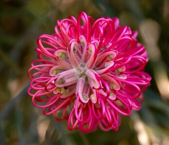 Native pink red photo