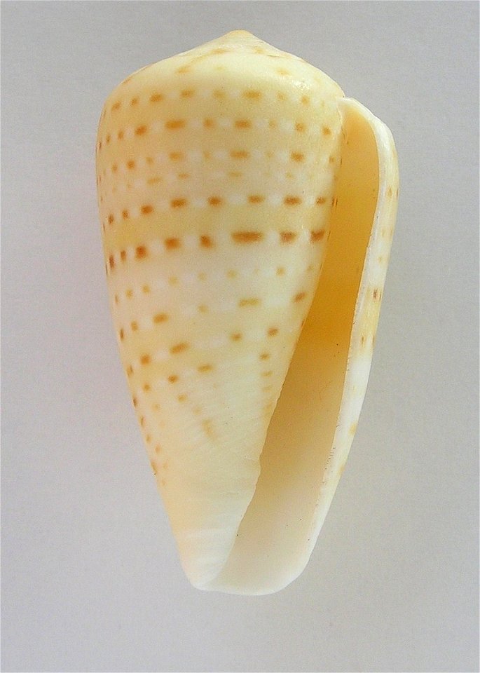 Conus infrenatus Reeve, 1848 ; South Africa