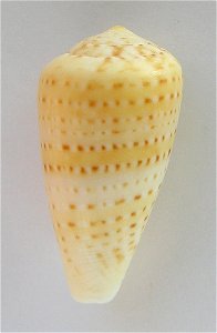 Conus infrenatus Reeve, 1848 ; South Africa