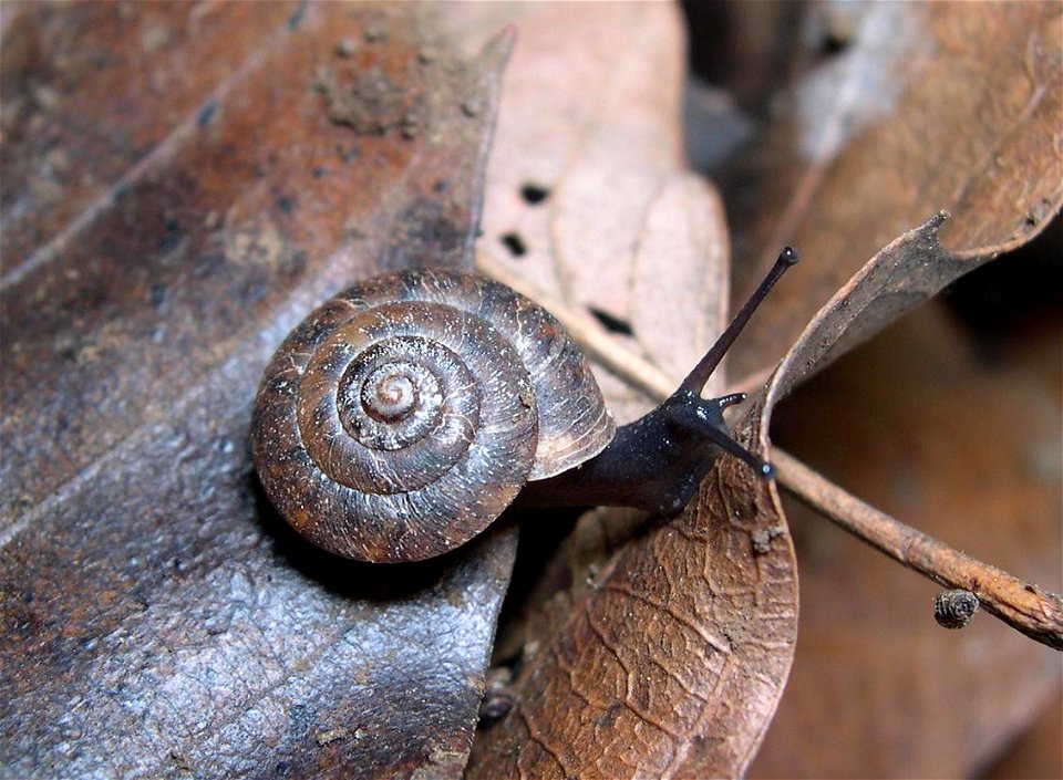 Aegista tokyoensis Sorita, 1980 (Pulmonata:Stylommatophora:Bradybaenidae), Nerima, Tokyo, Honshu, Japan. A small species of land snail (shell diameter:8-9mm) found in the leaf litter of the Kantō regi