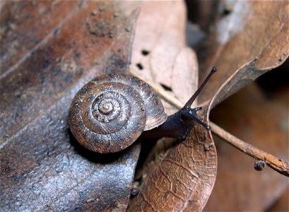 Aegista tokyoensis Sorita, 1980 (Pulmonata:Stylommatophora:Bradybaenidae), Nerima, Tokyo, Honshu, Japan. A small species of land snail (shell diameter:8-9mm) found in the leaf litter of the Kantō regi