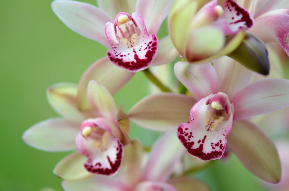 Blossom petal botanical