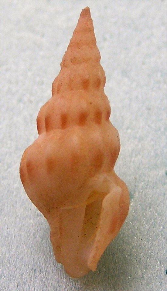 Bellaspira acclivicosta McLean & L. Poorman, 1970 ; Bay of Panama