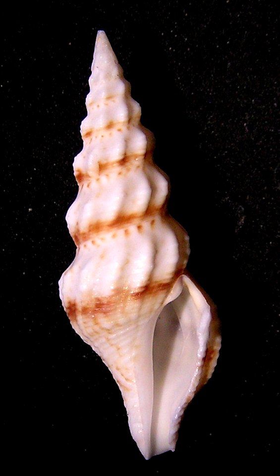 Cheungbeia mindanensis (E. A. Smith, 1877); family Pseudomelatomidae; Vietnam