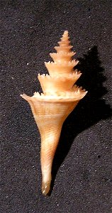 Cochlespira cedonulli (Reeve, 1843) ; Mexico