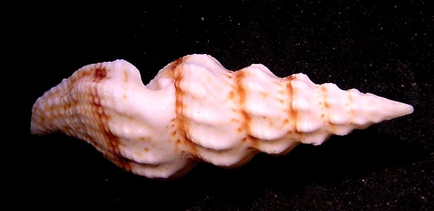 Cheungbeia mindanensis (E. A. Smith, 1877); family Pseudomelatomidae; Vietnam