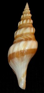 Comitas kaderlyi (Lischke, 1872); family Pseudomelatomidae; Japan