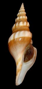 Comitas kaderlyi (Lischke, 1872); family Pseudomelatomidae; Japan