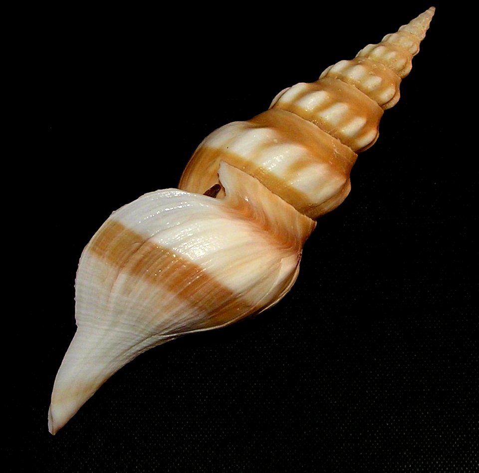 Comitas kaderlyi (Lischke, 1872); family Pseudomelatomidae; Japan