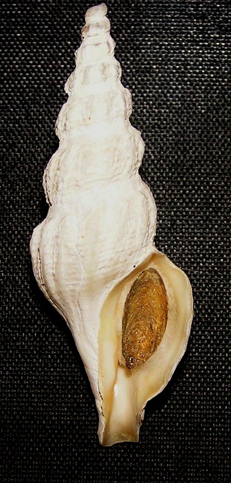 Comitas saldanhae (Barnard, 1958) ; family Pseudomelatomidae; Namibia