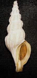 Comitas saldanhae (Barnard, 1958) ; family Pseudomelatomidae; Namibia