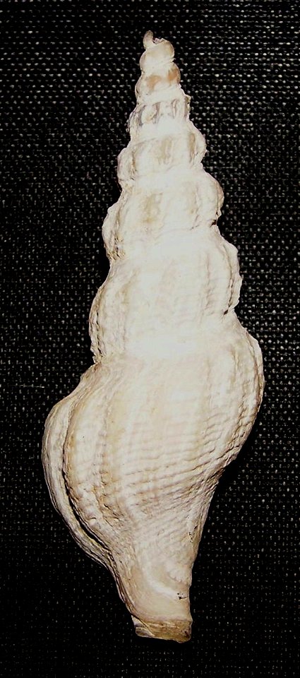 Comitas saldanhae (Barnard, 1958) ; family Pseudomelatomidae; Namibia