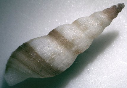 Daphnella aureola (L. A. Reeve, 1845), a cone snail in the family Conidae; Philippines photo