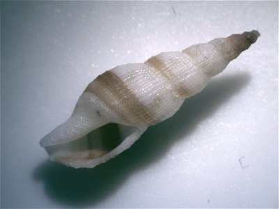 Daphnella aureola (L. A. Reeve, 1845), a cone snail in the family Conidae; Philippines
