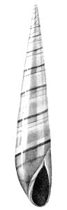 Drawing of apertural view of the shell of Strombiformis lapazana. photo