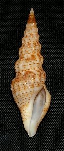 Funa asra Kilburn, 1988; family Pseudomelatomidae; South Africa