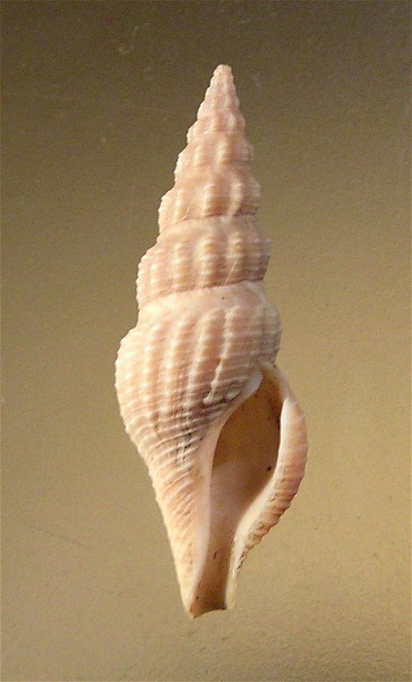 Funa jeffreysii (E. A. Smith, 1875)  (synonym: Inquisitor jeffreysii (Smith E. A., 1875) (synonym : Drillia jeffreysii Smith E. A., 1875); Taiwan