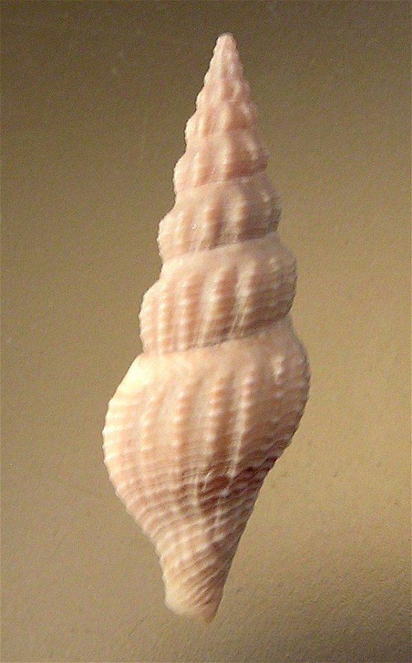 Inquisitor jeffreysii (Smith E. A., 1875) (synonym : Drillia jeffreysii Smith E. A., 1875); Taiwan