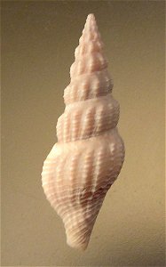 Inquisitor jeffreysii (Smith E. A., 1875) (synonym : Drillia jeffreysii Smith E. A., 1875); Taiwan