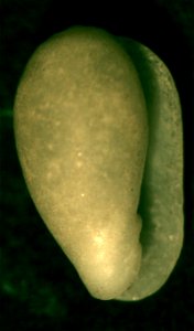 Gibberula secreta, Monterosato, 1889, a sea snail from the family Cystiscidae photo