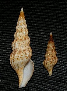 Inquisitor perclathrata Kuroda, 1960; family Pseudomelatomidae; Japan
