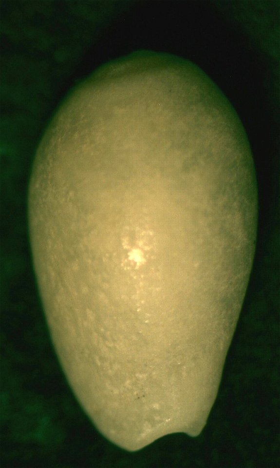 Gibberula secreta Monterosato, 1889, a sea snail in the family Cystiscidae