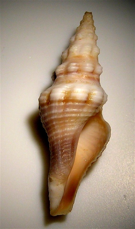 Knefastia funiculata (Kiener, 1840) ; family Pseudomelatomidae; Panama