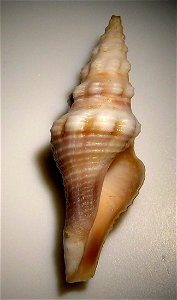 Knefastia funiculata (Kiener, 1840) ; family Pseudomelatomidae; Panama
