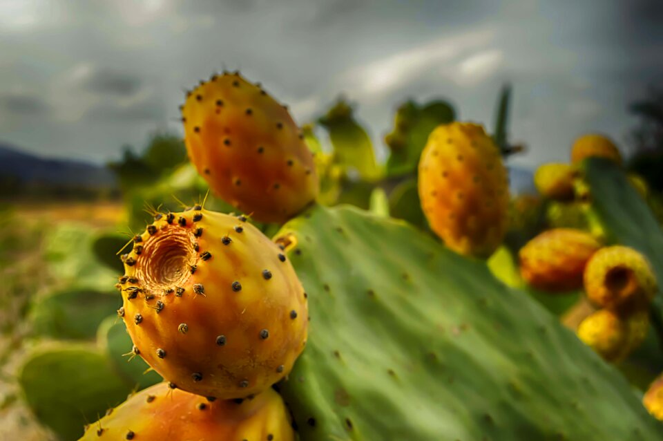 Prickly pear cactus fruit food