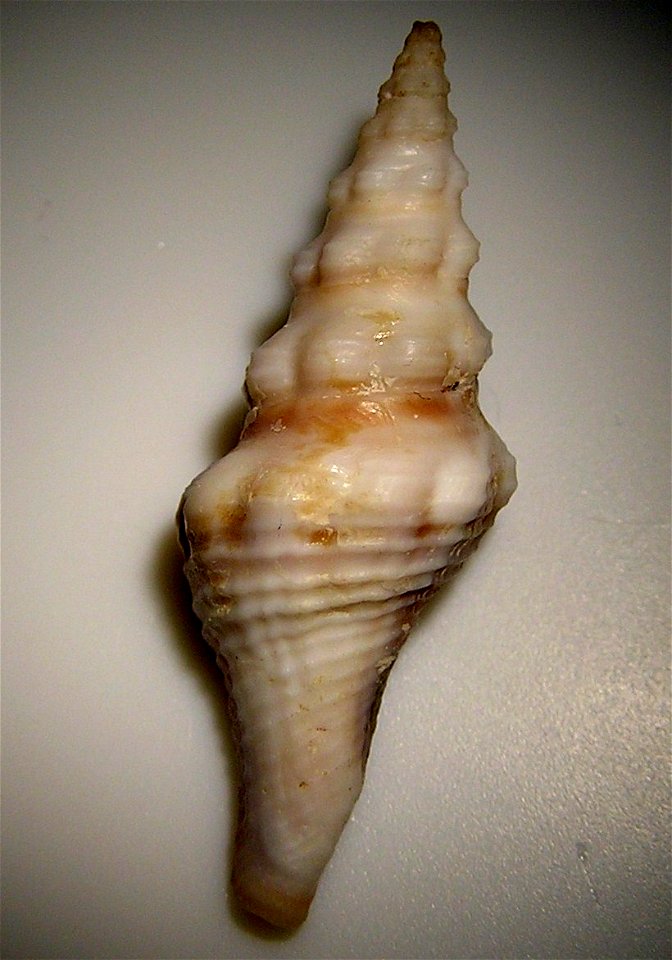 Knefastia funiculata (Kiener, 1840) ; family Pseudomelatomidae; Panama