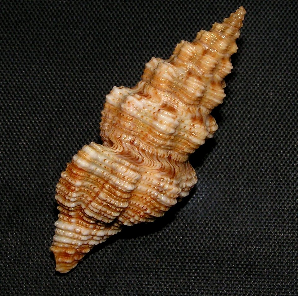 Knefastia hilli Petuch, 1990 ; family Pseudomelatomidae; Panama